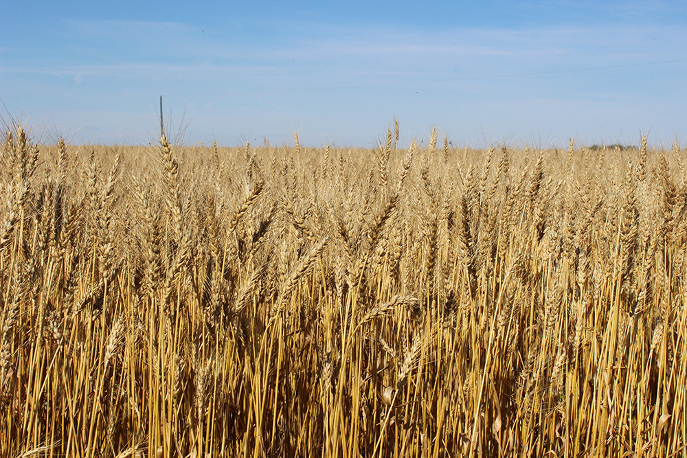 CDC Alloy Durum Wheat Seed For Sale Saskatchewan