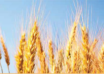 Wheat Seed For Sale Saskatchewan
